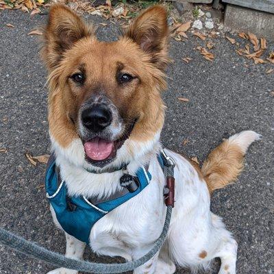 Artemis Pet Services