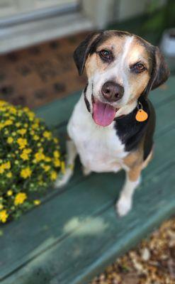 Precious Paws Animal Rescue