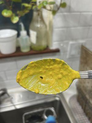 Dead insect in food