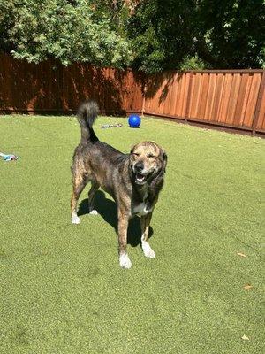 Dublin Creek Kennels