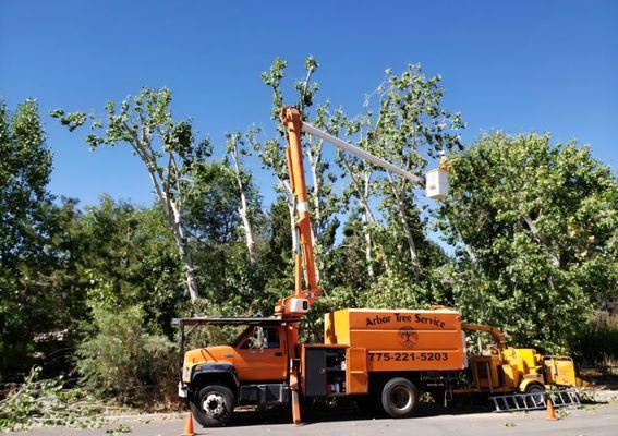Arbor Tree Service