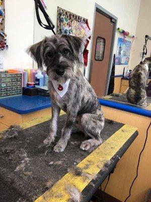 Jayla's Bark and Bubbles