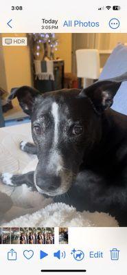 Aliso Niguel Animal Hospital