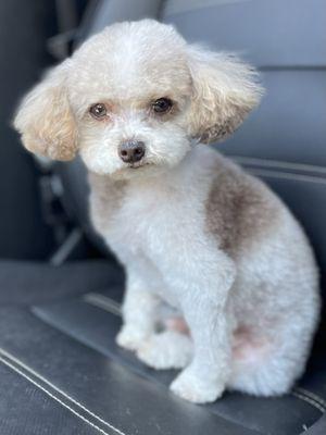 Paws and Claws Pet Grooming