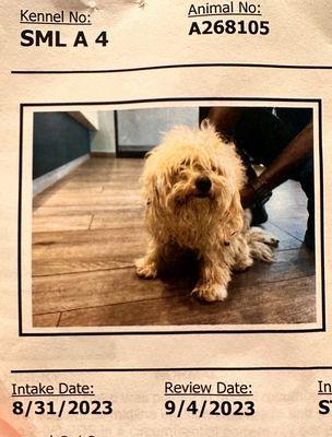 Floofy... when POOCH SAVERS RESCUE rescued her!