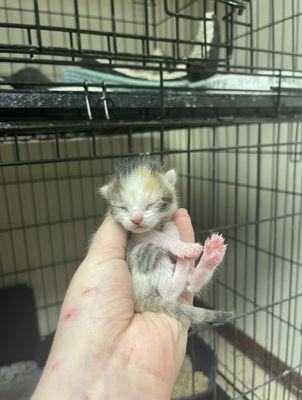 Edgar And Ivy's Cat Sanctuary