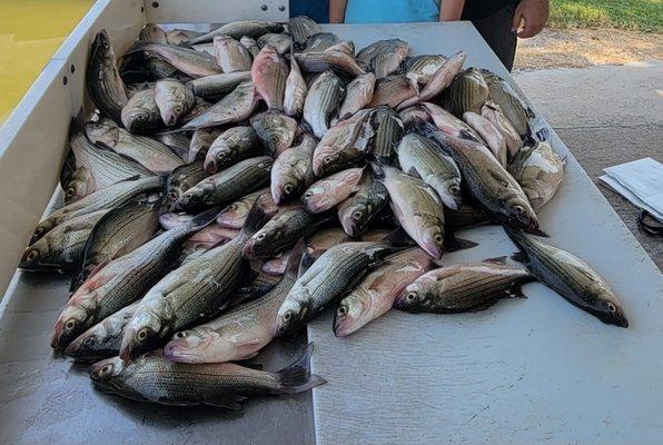 Fishin Addiction Guide Service