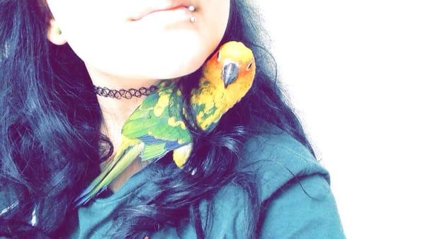 Laredo Exotic Birds N More