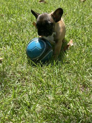 Ashleigh’s Pet Care