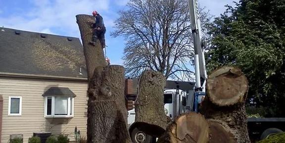 R D Tree Service