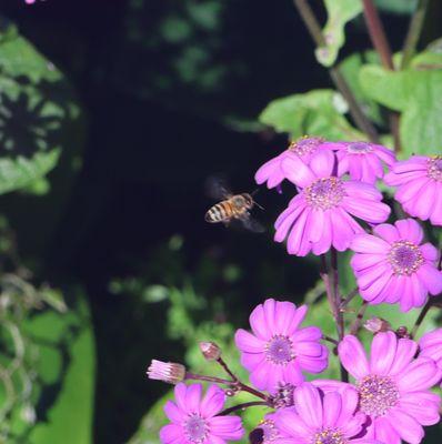 Los Osos Valley Nursery