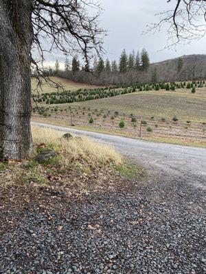 Green Ridge Tree Farm