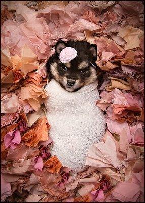 Mountain Shadow Kennels