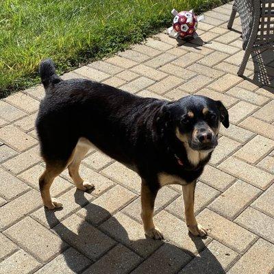 The Posh Pet Boutique & Grooming