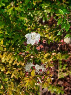 Vazquez Landscaping Services