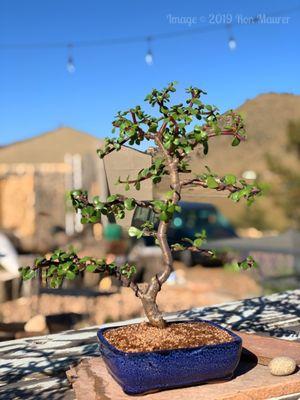 Colorado Bonsai