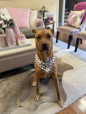 PetQuest Spa & Hotel