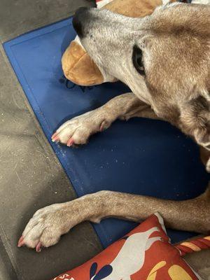 Amores Grooming Salon