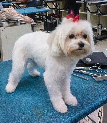 Poochitas Dog Salon & Spa