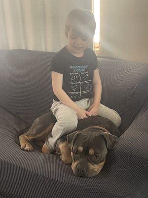 Murphy's Law Canine Corrections