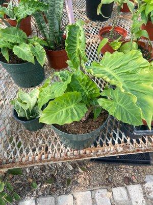 Garrison Foothill Nursery