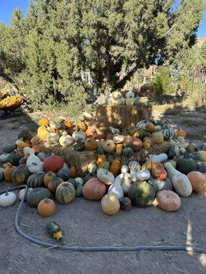 Friends in Need Animal Sanctuary