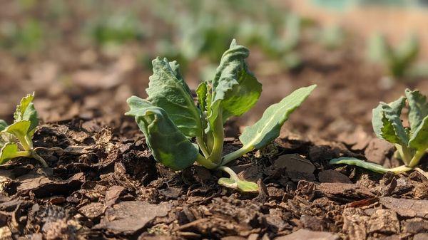 Stoney Lane Organic Farm