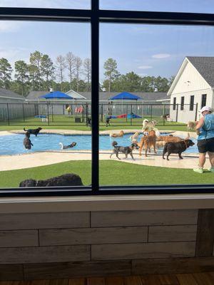 Pet Paradise Hilton Head