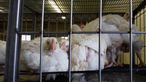 Dominick's Live Poultry