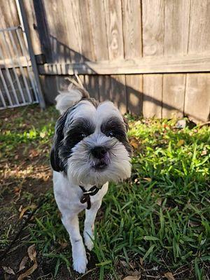 Texas Tails Boarding/Training
