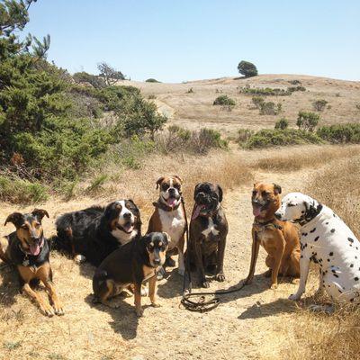 The Tiburon Dog Butler