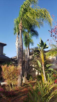 Rojas Maintenance & Hauling