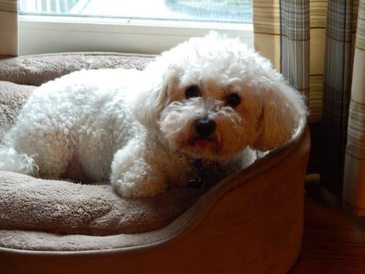 Town & Country Veterinary Services PA