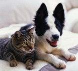 Playful Paws Pet Care