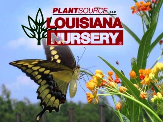 Louisiana Nursery