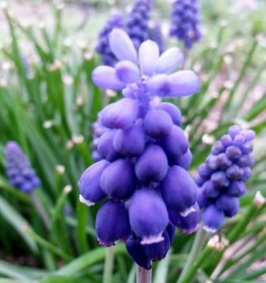 Blue is just one of the beautiful colors you see in Texas in Spring.