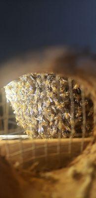 BeeSmart Bee Removal