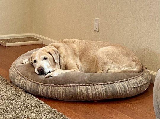 Rover Veterinary Care At Home Euthanasia