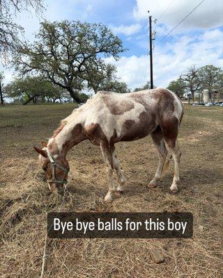 This is an hour after I picked him. Happy and healthy and happy to be home