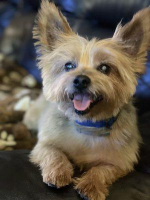 Khloe after grooming. She is a happy customer.