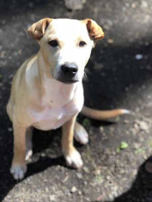 South Kona Veterinary Service