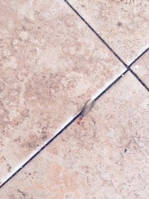 Barco Real Estate Management