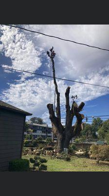 Funky Monkey Tree Service