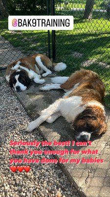 BA Professional K9 Training