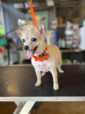 My dog Tita, after Desiree's groom at Pawriffic . 2018