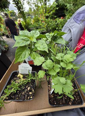 What i bought! Red habanero, habanero, Cilantro, rosemary and basil