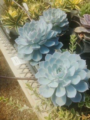 Sycamore Springs "Home & Garden"