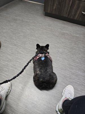 Webster Veterinary Clinic