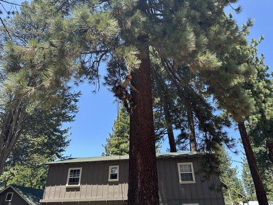 Ed Cook Tree Service