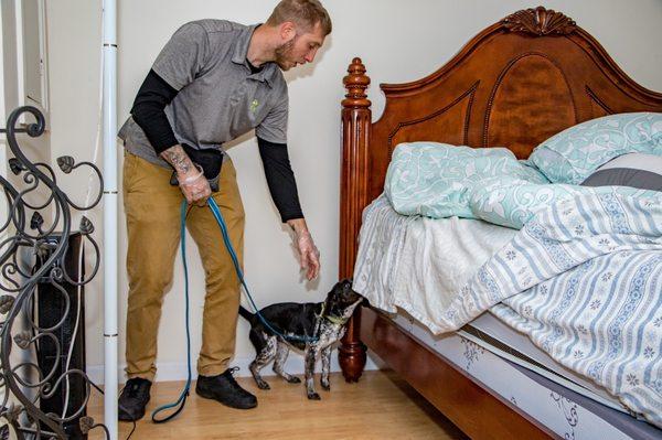 Canine inspecting bed for bed bugs.